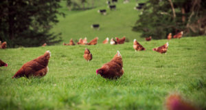 Frenz Brand Photography