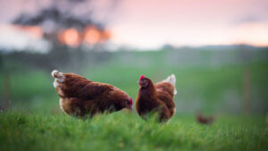 Frenz Eggs -Photography